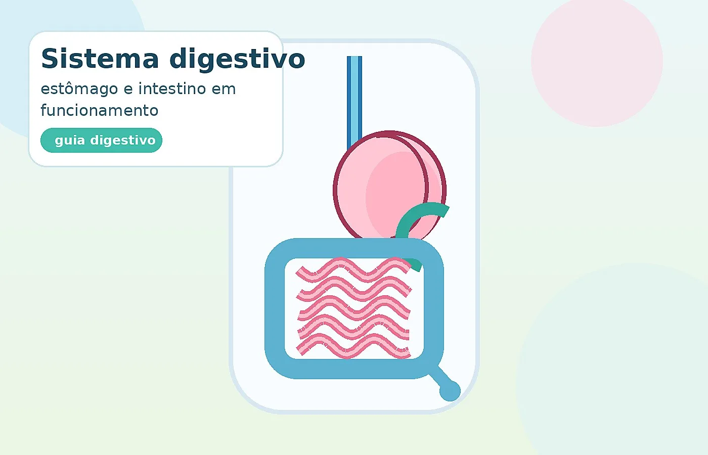 intestino saudável com estômago e intestino em destaque
